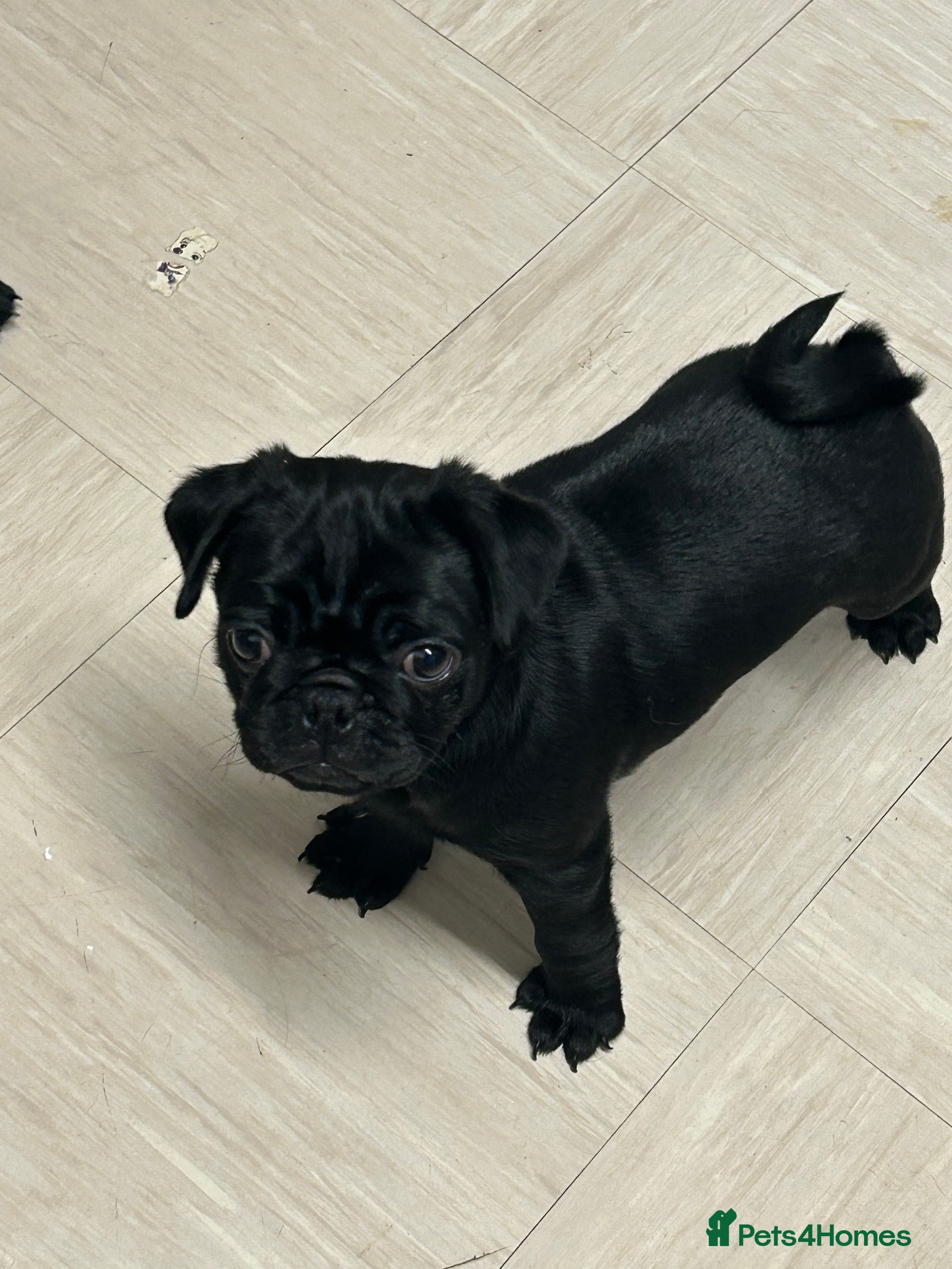 Pug dogs Black pugs - Advert 3