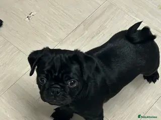 Pug dogs Black pugs - Advert 3