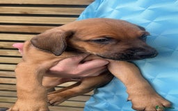 Mixed Breed dogs for sale: cane corso x doberman pups - Image 2