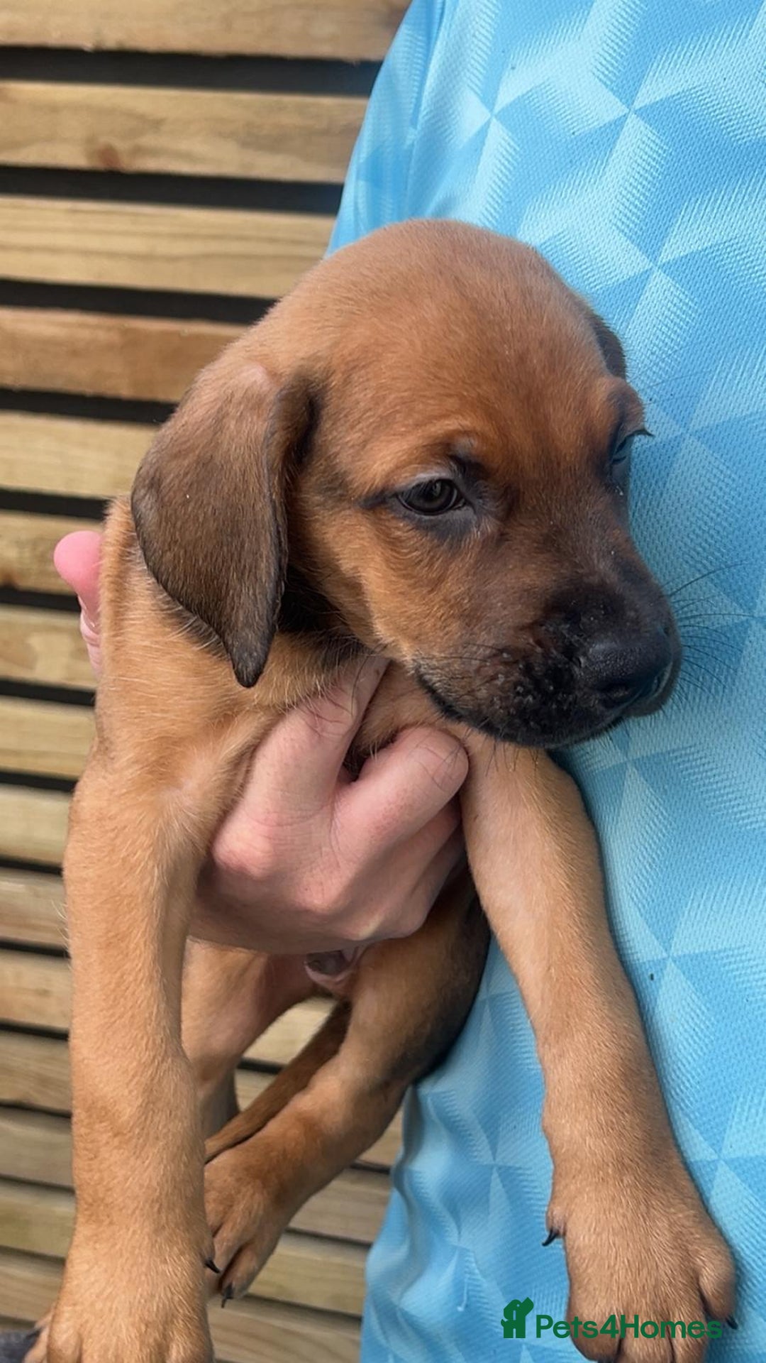 Mixed Breed dogs for sale: cane corso x doberman pups - Image 2