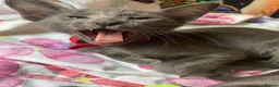 Oriental cats for sale: 7 stunning oriental kittens available now - Advert 11