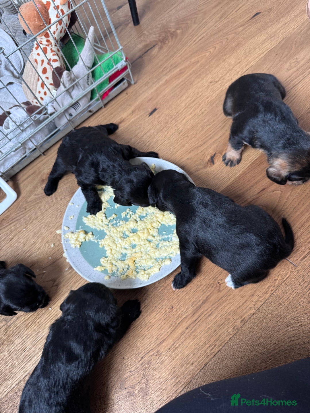 Mixed Breed dogs for sale: Miniature Schnauzer X Cockapoo - Image 18