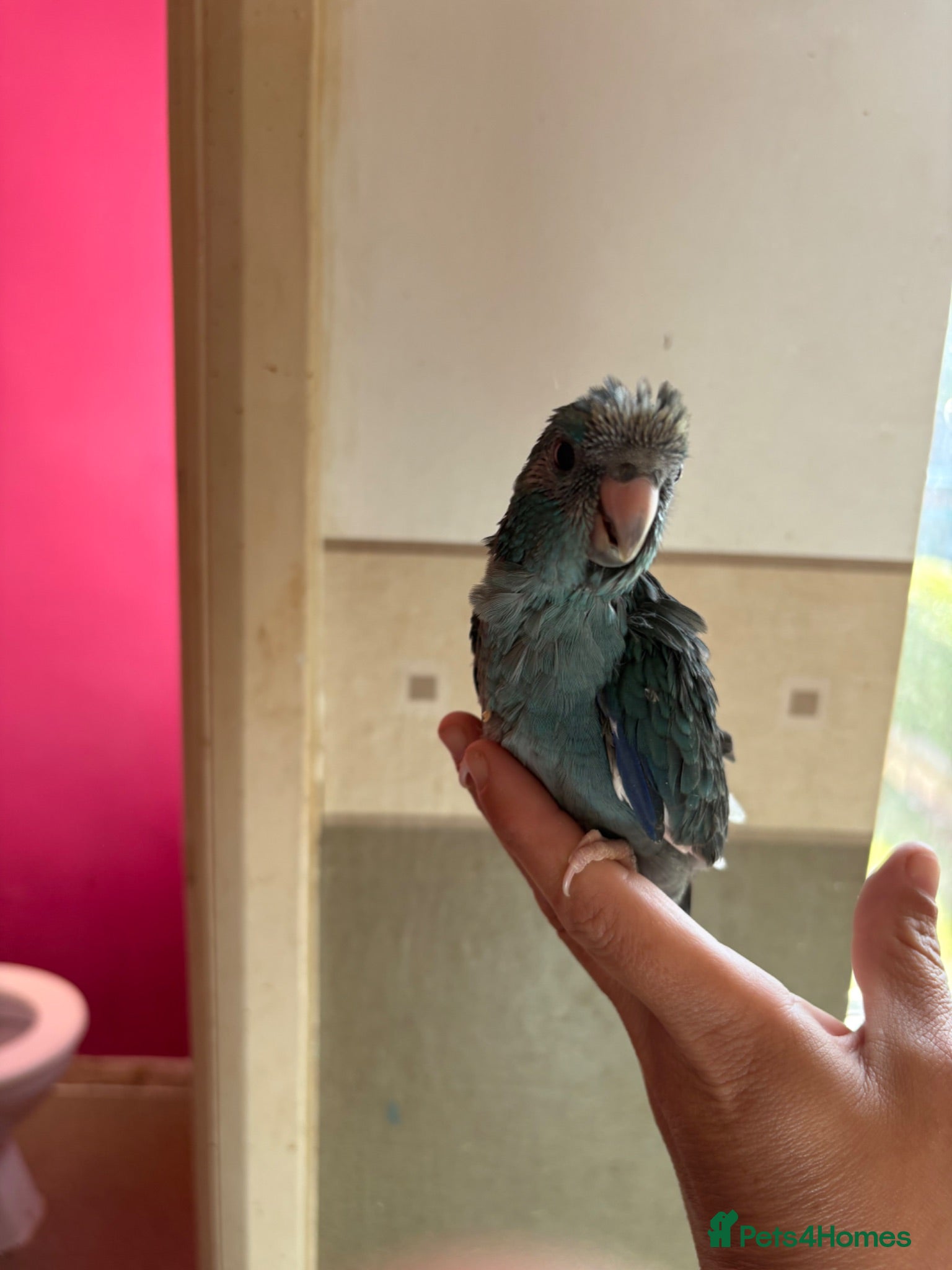Parakeets birds Hand reared hand tame kakariki - Advert 2