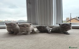 British Shorthair cats for sale: Beautiful British Shorthair Kittens  - Image 8