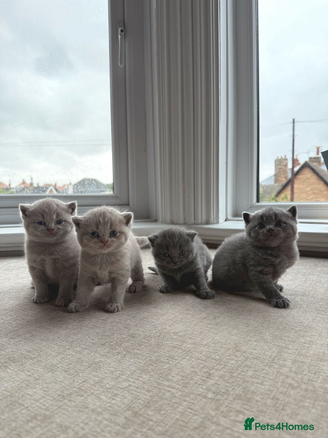 British Shorthair cats for sale: Beautiful British Shorthair Kittens  - Image 8