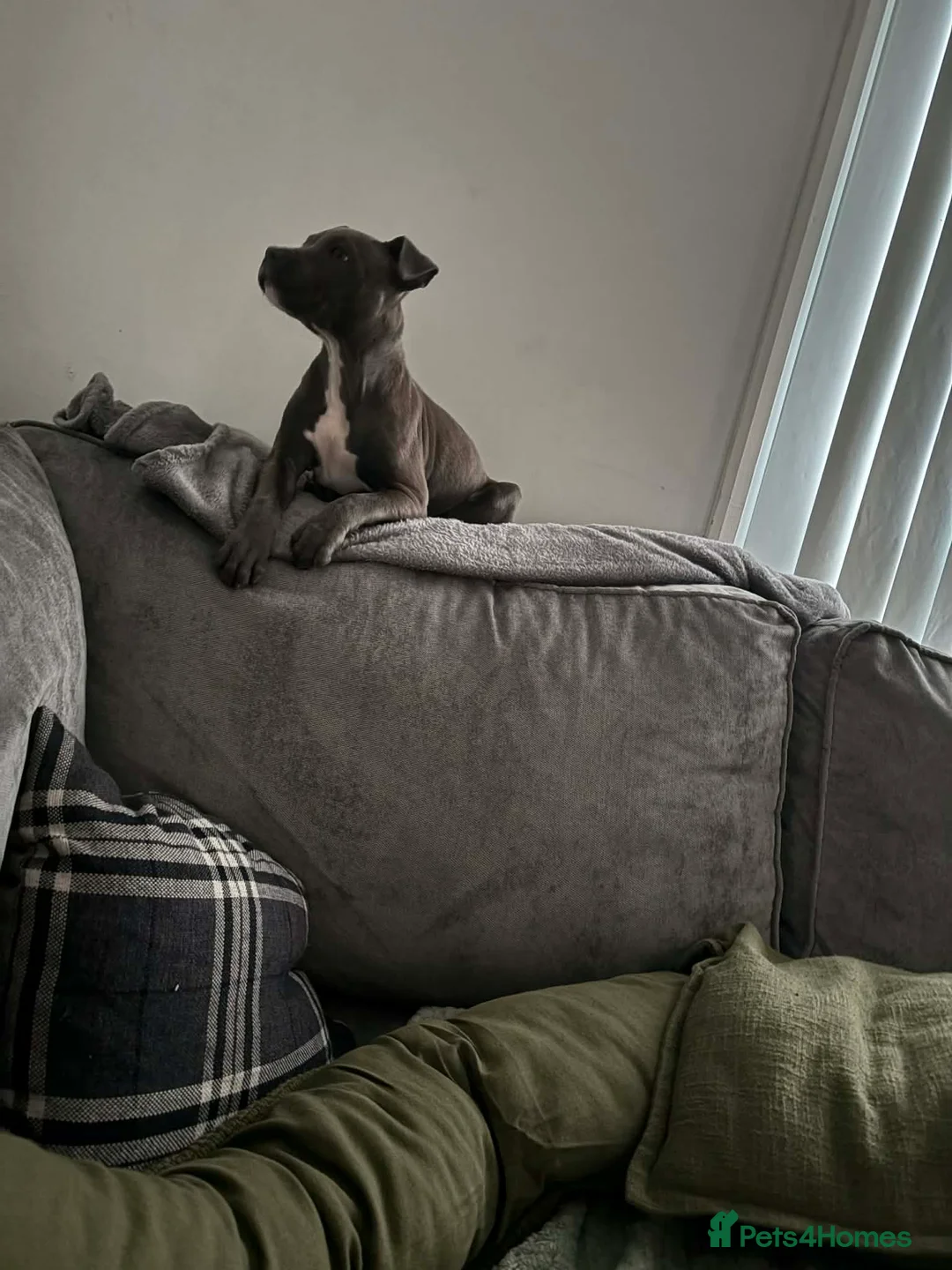 Staffordshire Bull Terrier dogs for sale: Beautiful Blue female girl - Advert 3