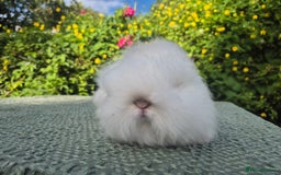 Angora rabbits for sale: ♥️READY NOW🧡Teddydwerg babies- Imported parents🧡 - Image 5