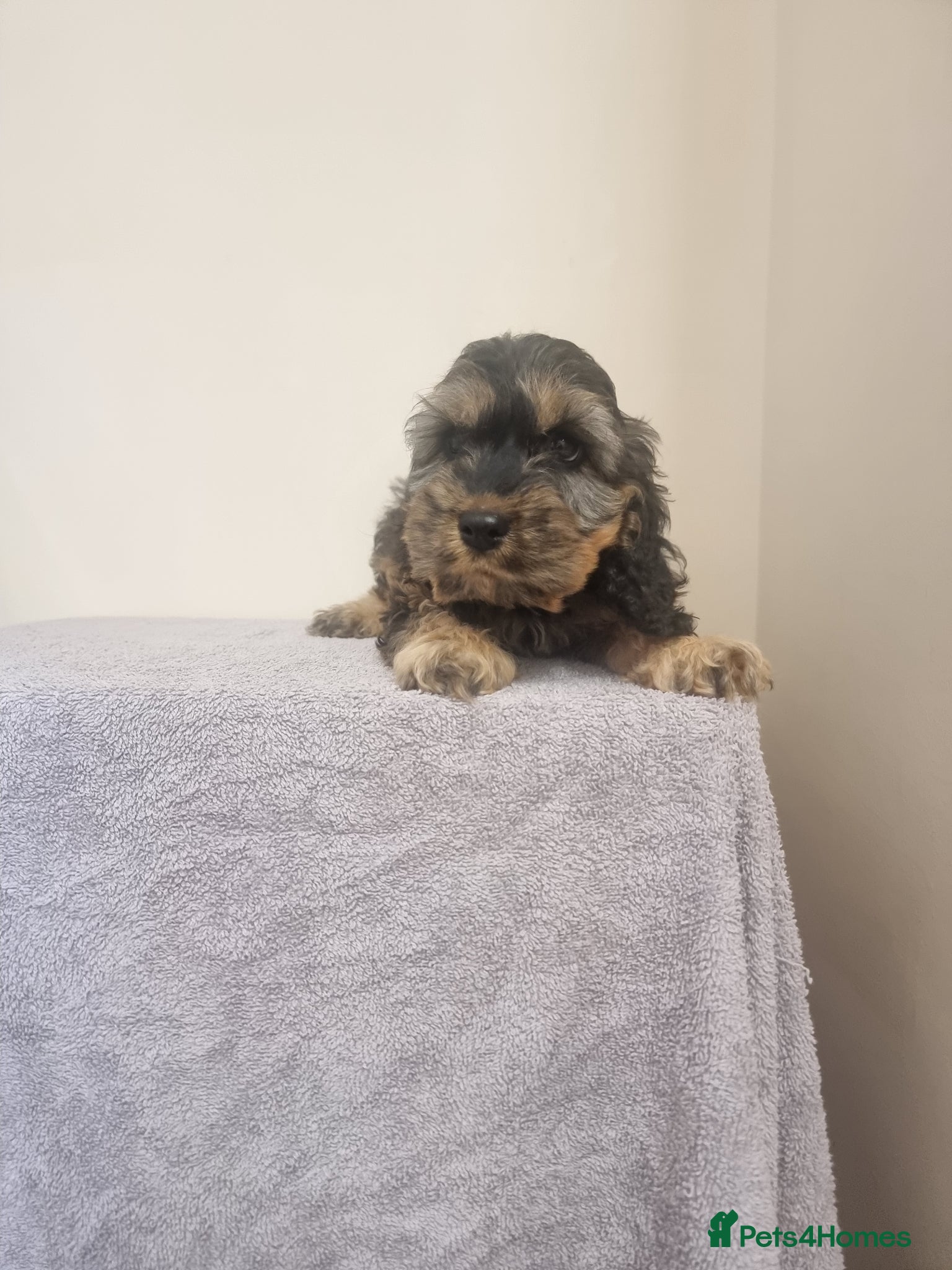 Cockapoo dogs 1 boy puppy left cockapoo ready now - Advert 2