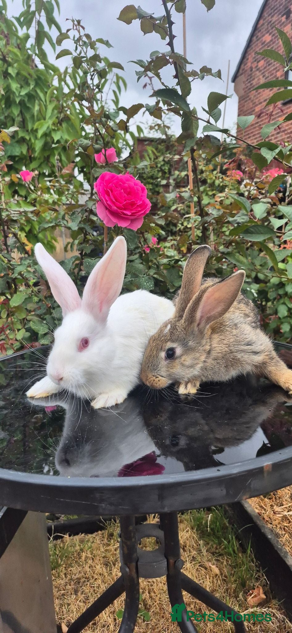 New Zealand rabbits Frendly New Zealand Eating and drinking already - Advert 2