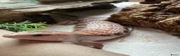Skink reptiles for sale: Northern blue tongued skink in Sheffield - Advert 2
