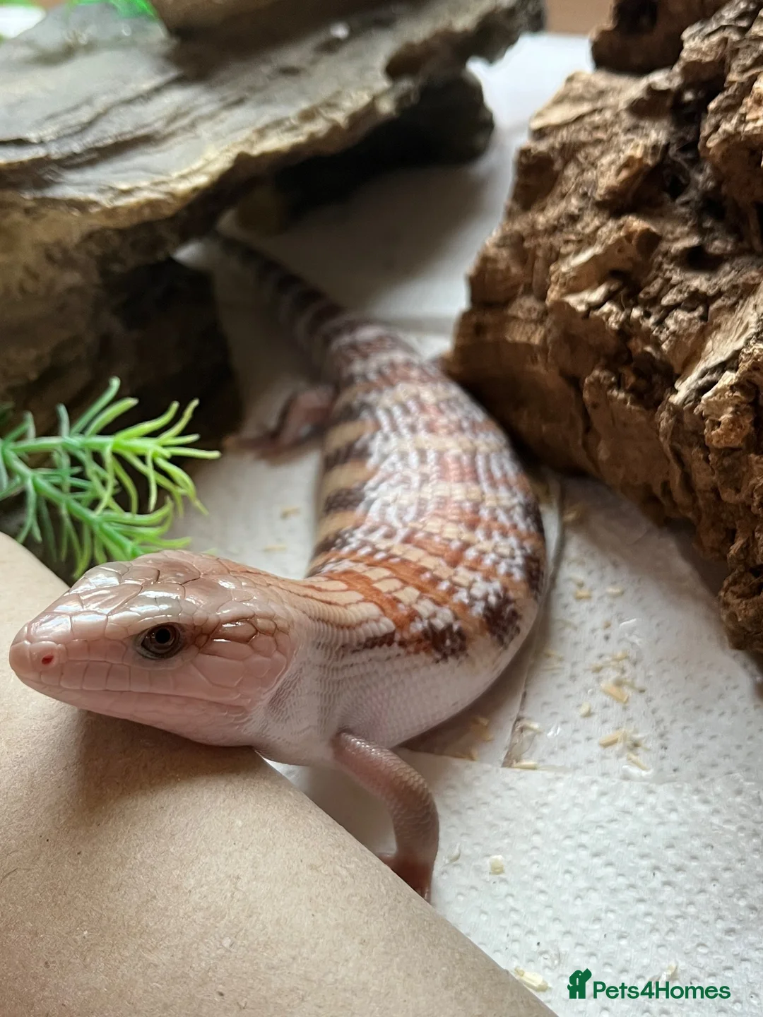 Skink reptiles for sale: Northern blue tongued skink in Sheffield - Advert 2
