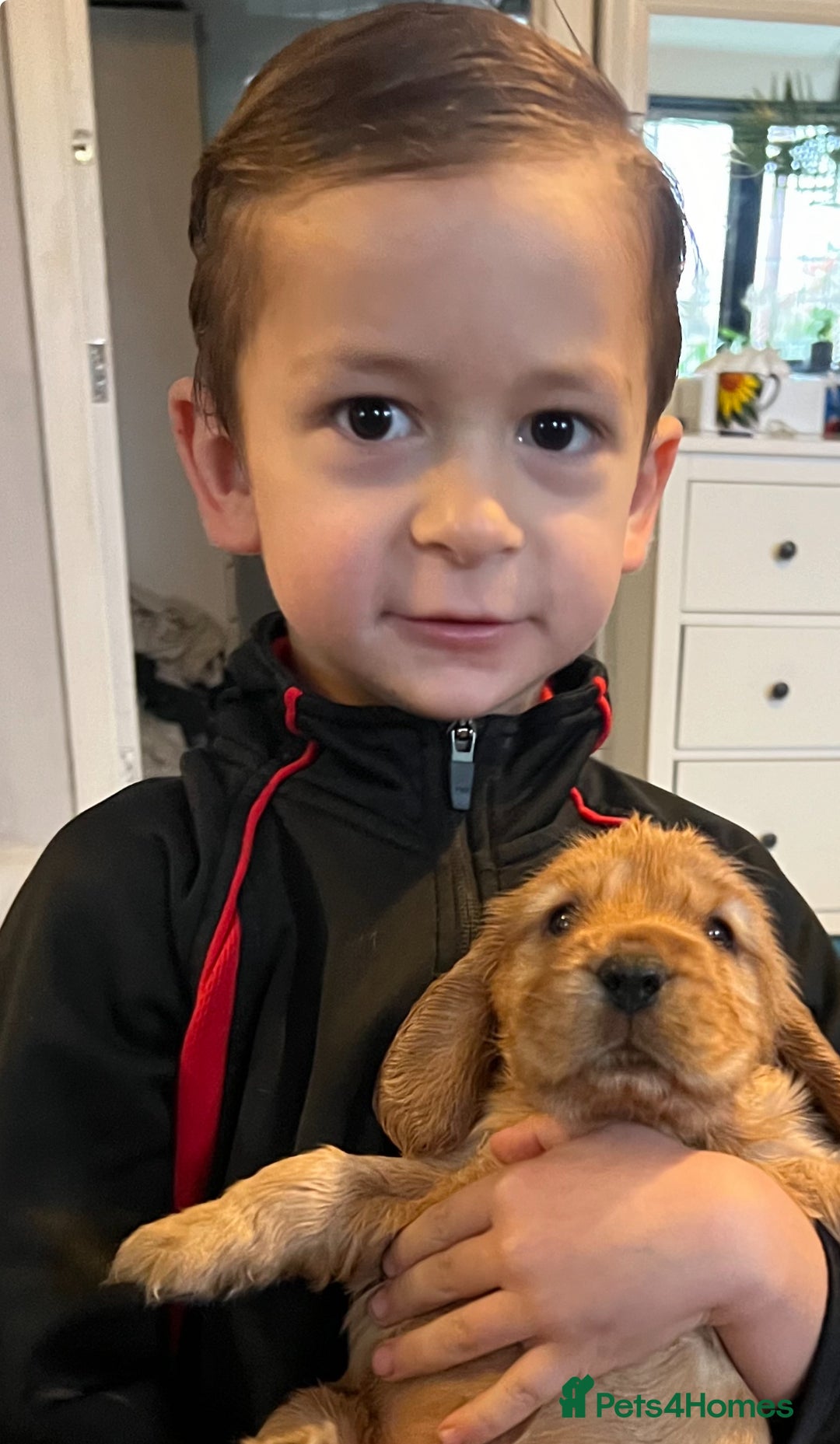 Cocker Spaniel dogs for sale: Gorgeous KC show cocker babies from Jourdelay’s - Advert 1