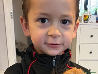 Cocker Spaniel dogs for sale: Gorgeous KC show cocker babies from Jourdelay’s - Advert 1