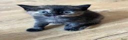 Mixed Breed cats for sale: Ragdoll/Tabby kittens for sale, mixed breed  - Advert 6