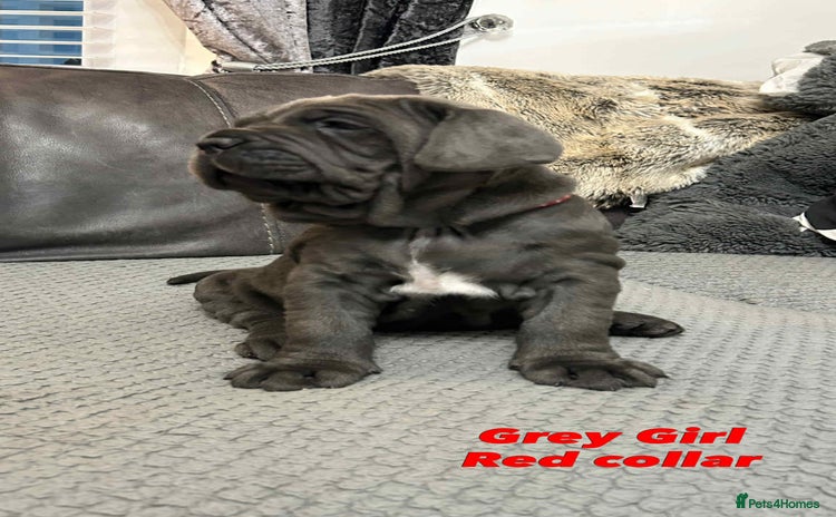 Mastiff dogs Mastiff puppies (Neapolitan) - Advert 1