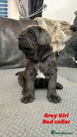 Mastiff dogs Mastiff puppies (Neapolitan) - Advert 3