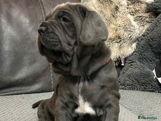 Mastiff dogs Mastiff puppies (Neapolitan) - Advert 2