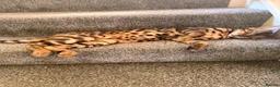 Bengal cats for sale: F3 Bengal glitter coat  in Nottingham - Advert 5