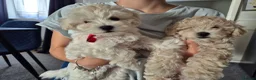 Maltipoo dogs for sale: Home-Raised F1 Maltipoo Puppy – ready Now - Advert 3