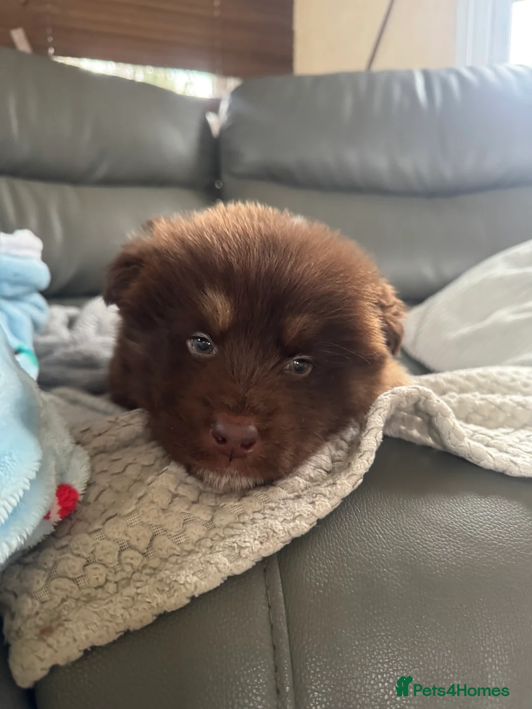 Mixed Breed dogs for sale: German shepherd x malamute puppies  - Advert 14