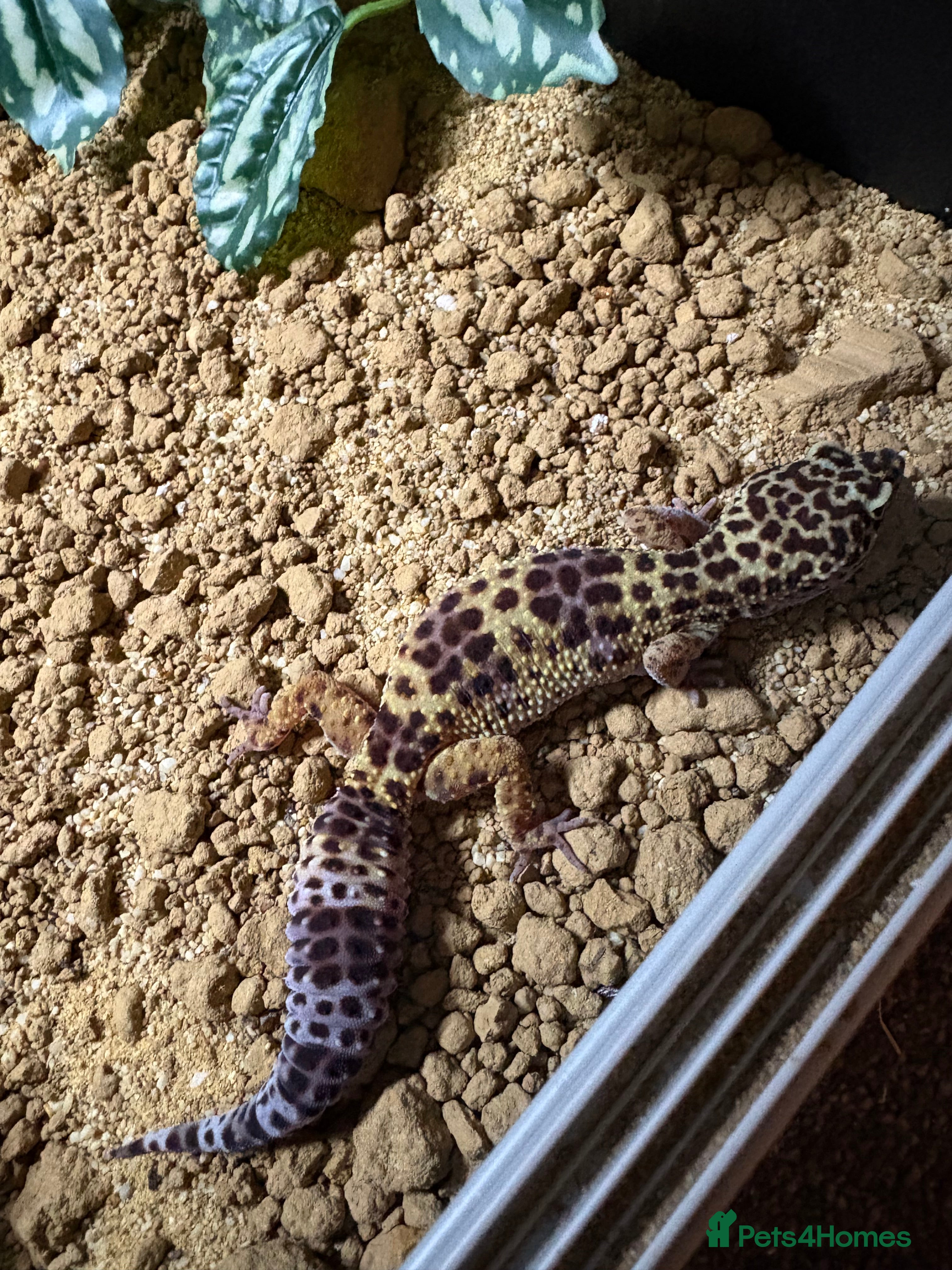 Gecko reptiles Snow leopard gecko  - Advert 2