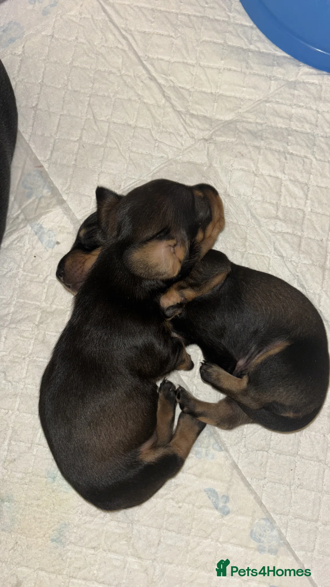 Miniature Dachshund dogs for sale: Mini dachshund puppies  in Ramsgate - Advert 2