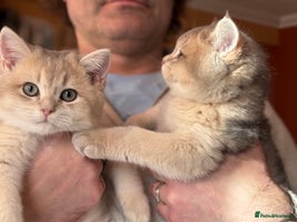 British Shorthair cats READY Champion lines Blue Golden BSH - Advert 1