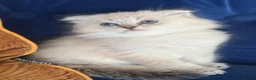 Scottish Fold cats for sale: Scottish Fold X Lilac Ragdoll twins ❤️  - Advert 15