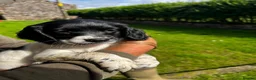 English Springer Spaniel dogs for sale: Black and white springer spaniel Bitches  in Cleator Moor - Advert 2