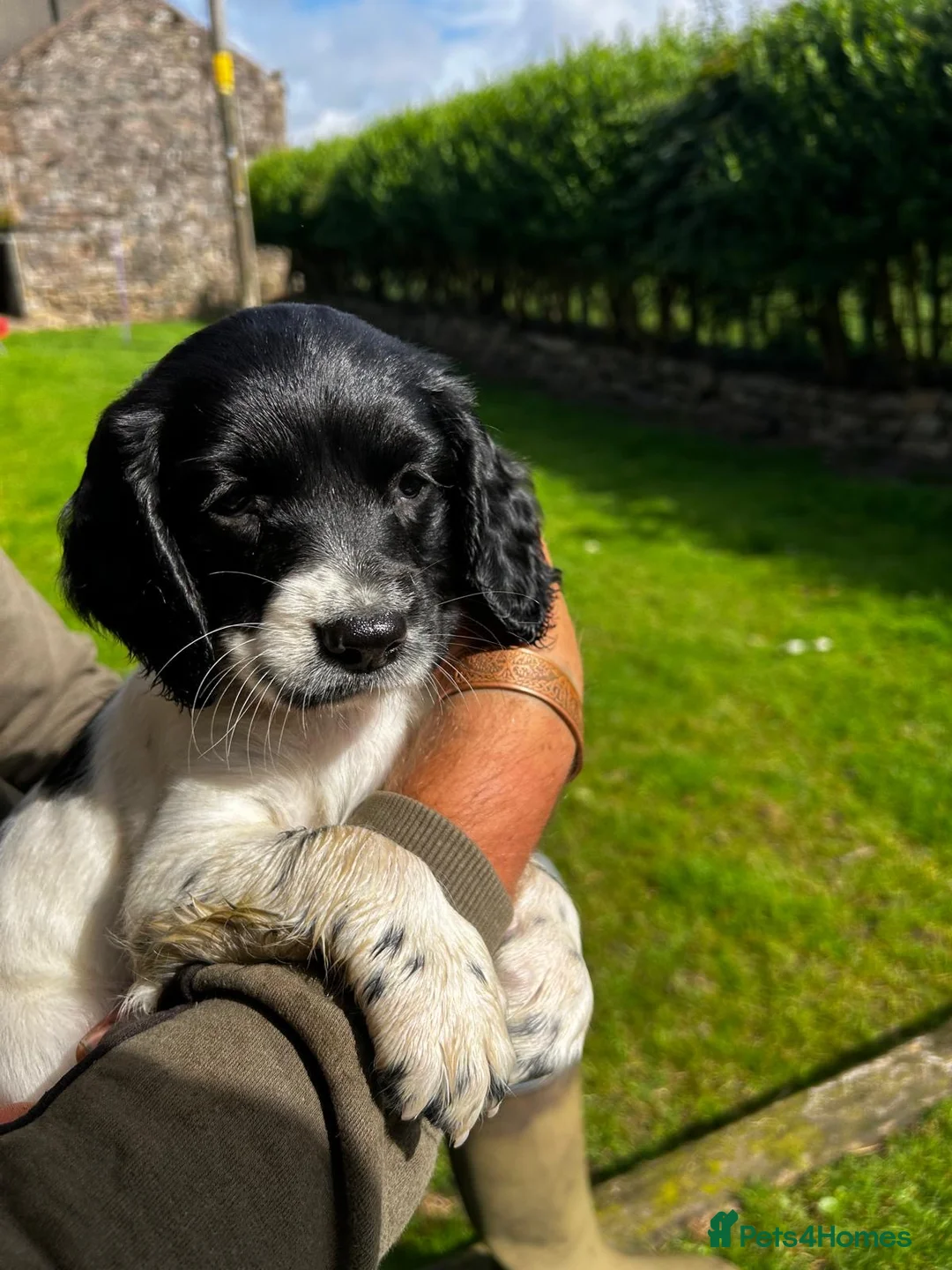 English Springer Spaniel dogs for sale: Black and white springer spaniel Bitches  in Cleator Moor - Advert 2