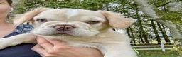 French Bulldog dogs for sale: Ready NOW Adorable Fluffy French Bulldog Puppies - Advert 2