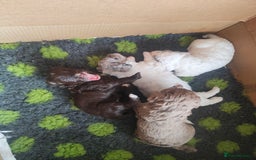 Cockapoo dogs for sale: Beautiful cockapoo puppies  in Alfreton - Image 1