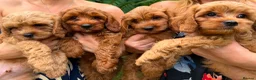 Cavapoo dogs for sale: Adorable F1 Cavapoo boy puppies - Advert 3