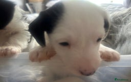 Jackapoo dogs for sale: 4 beautiful jackapoo boys - Image 9