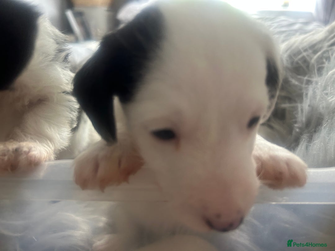 Jackapoo dogs for sale: 4 beautiful jackapoo boys - Image 9