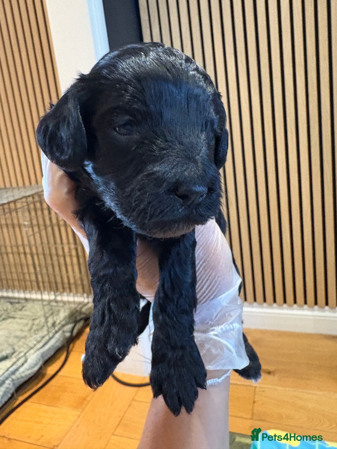 Cockapoo dogs for sale: ✨6 cockapoo puppies looking for forever home ✨ - Image 6