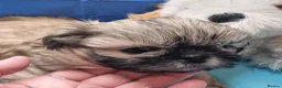Shih Tzu dogs for sale: Kc reg Stunning tiny baby 2 boys - Advert 21