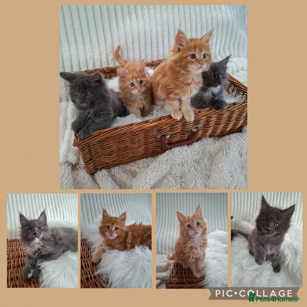 Maine Coon cats for sale: 🤍🐈‍⬛GORGEOUS 8 WEEK OLD MAINE COON KITTENS🐈‍⬛🤍 - Advert 1
