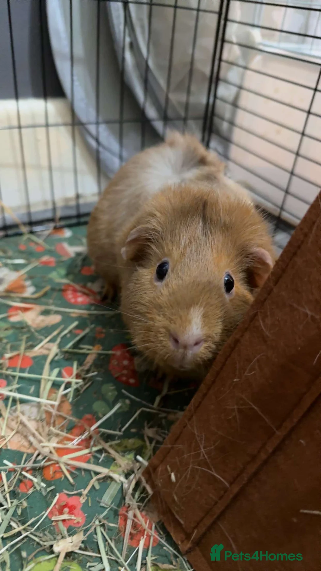 Guinea Pig rodents for sale: 2 bonded female guinea pigs  in Barnsley - Advert 2