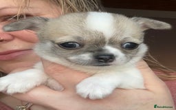 Chihuahua dogs for sale: *Parti Crufts Qualified Champion sired* in Cambridge - Image 13