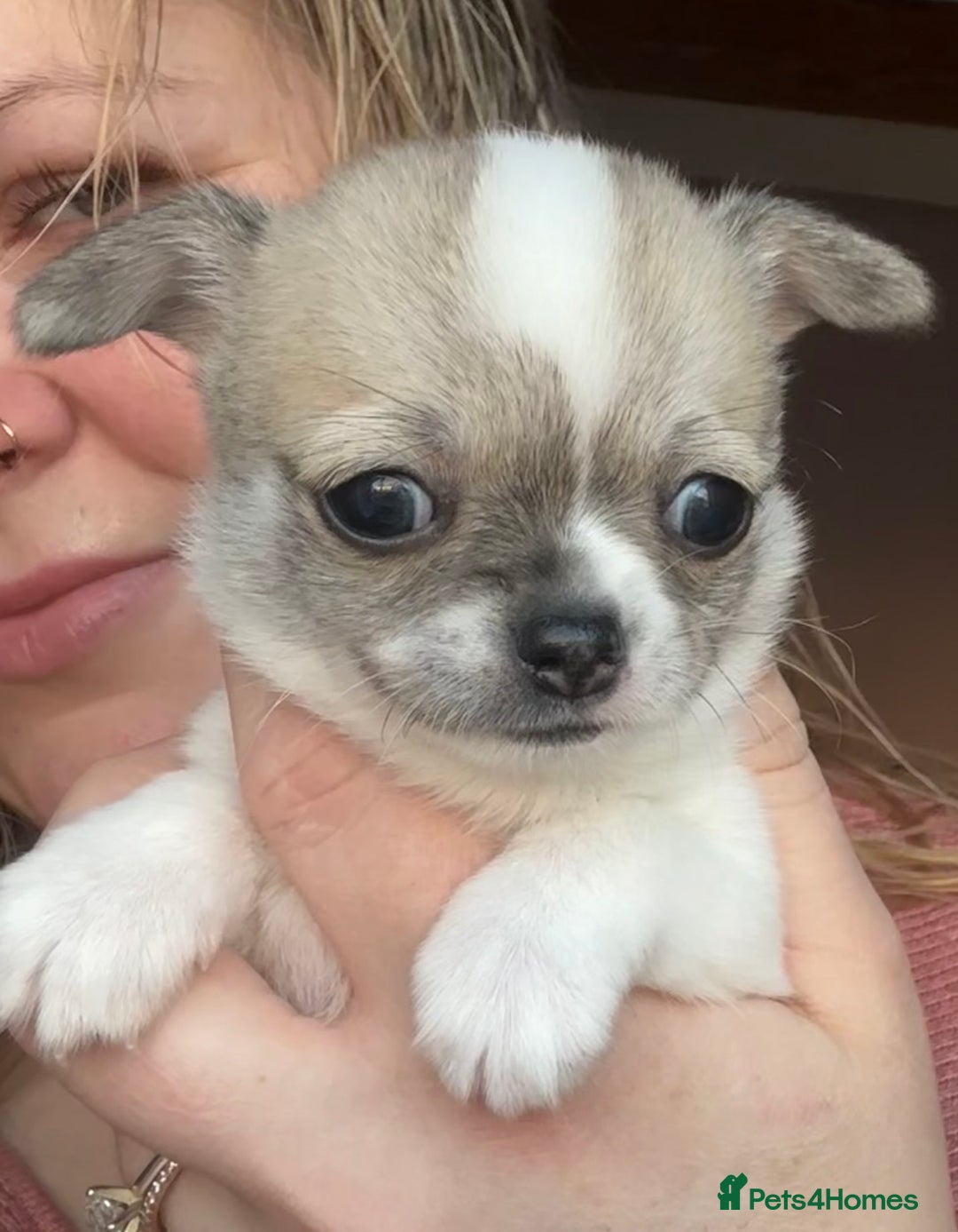 Chihuahua dogs for sale: *Parti Crufts Qualified Champion sired* in Cambridge - Image 13