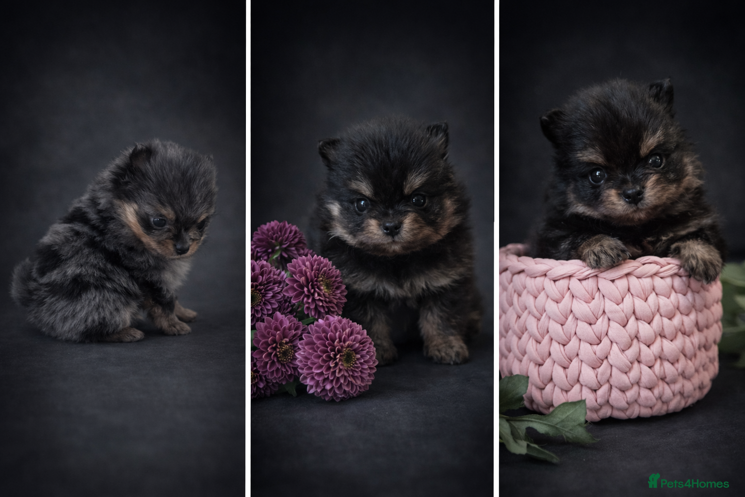 Pomeranian dogs Beautiful, Small and Joyful Pomeranian Puppies ❤️ - Advert 5