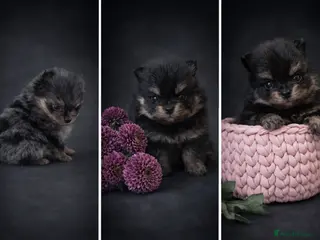 Pomeranian dogs Beautiful, Small and Joyful Pomeranian Puppies ❤️ - Advert 5