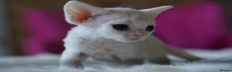 Devon Rex cats for sale: ❤️ Pure Line Devon Rex Kittens Available ❤️ - Advert 34
