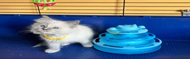 Ragdoll 6 - Yellow boy (2 litter)