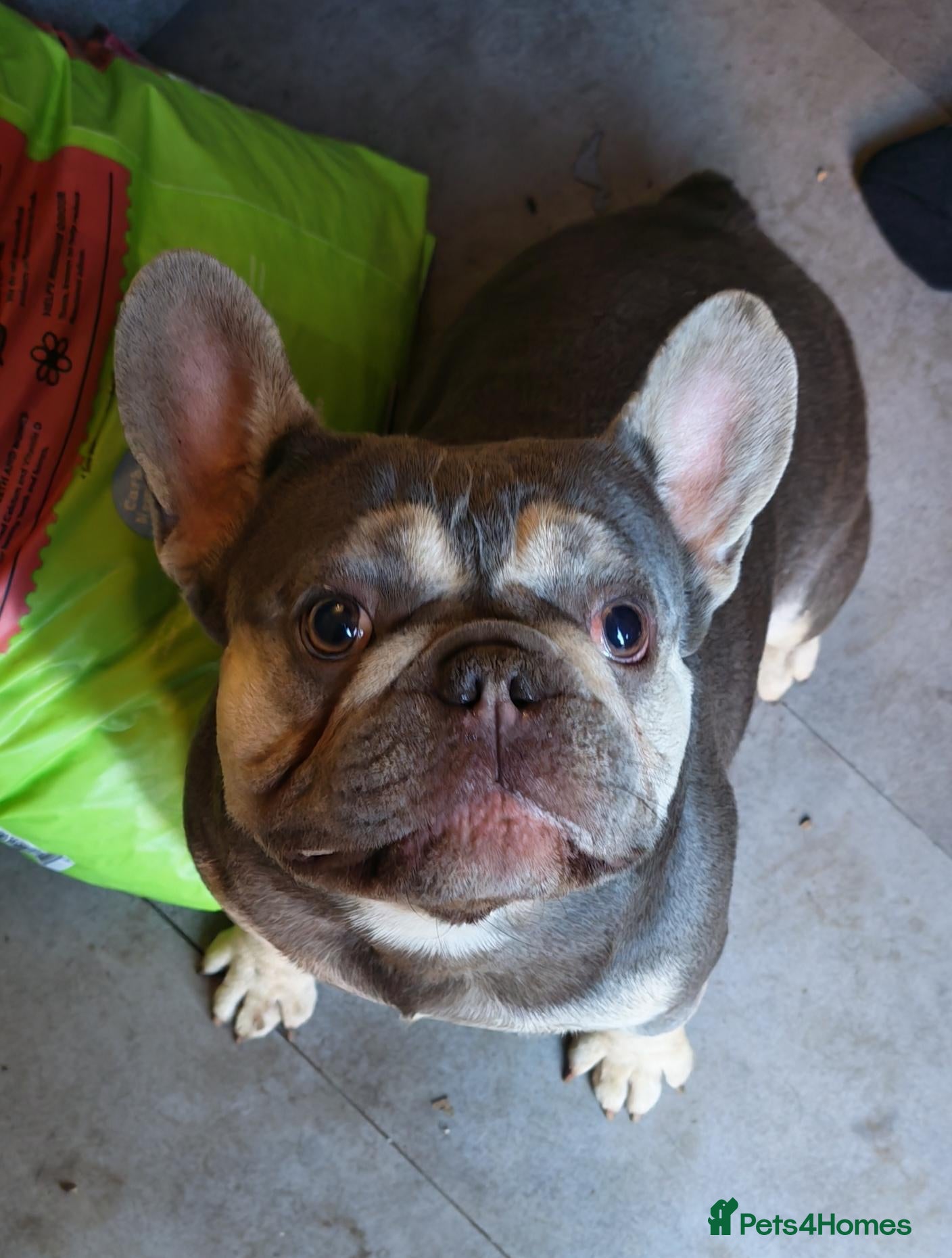French Bulldog dogs Blue  - Advert 1