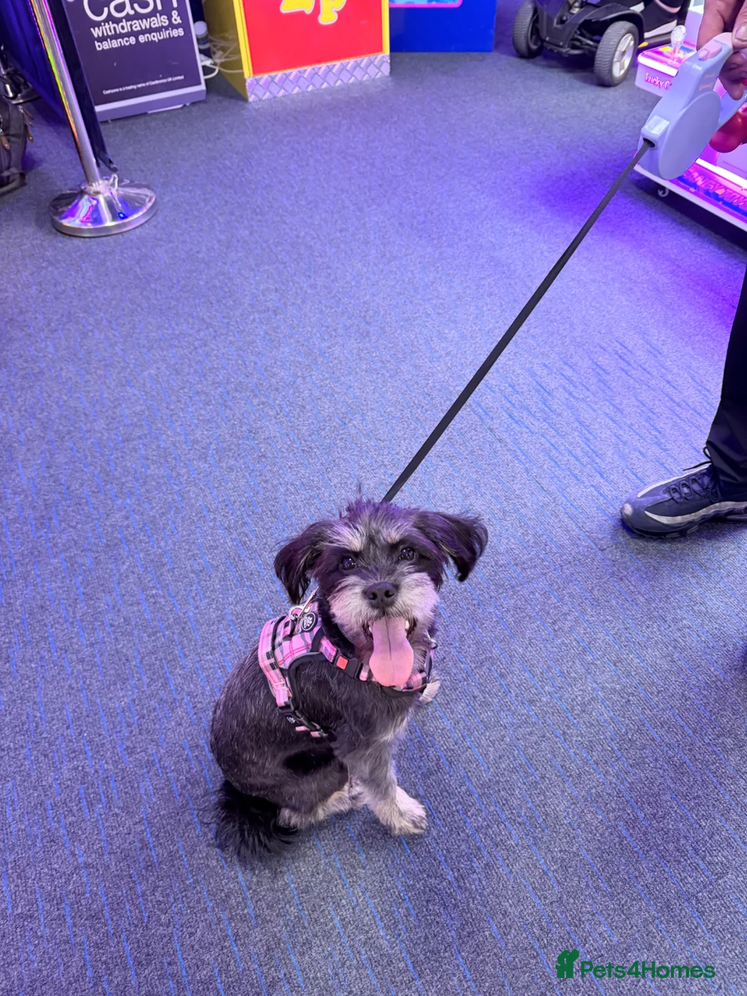 Shorkie dogs for sale: Female shorkie - Advert 2