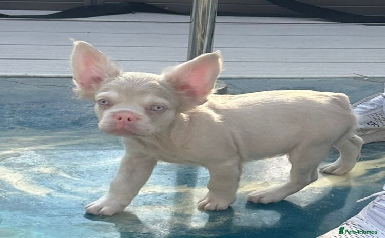 French Bulldog dogs - Advert 1