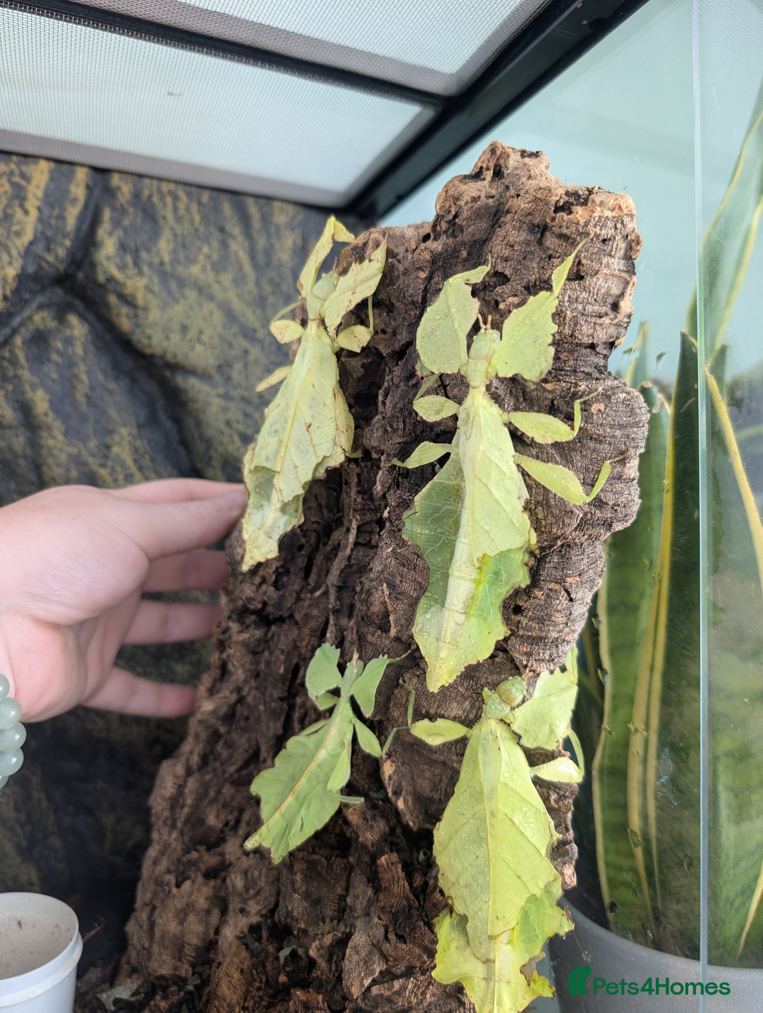 Stick Insects invertebrates Giant Malaysian leaf insects - Advert 1