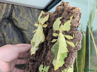 Stick Insects invertebrates Giant Malaysian leaf insects - Advert 4